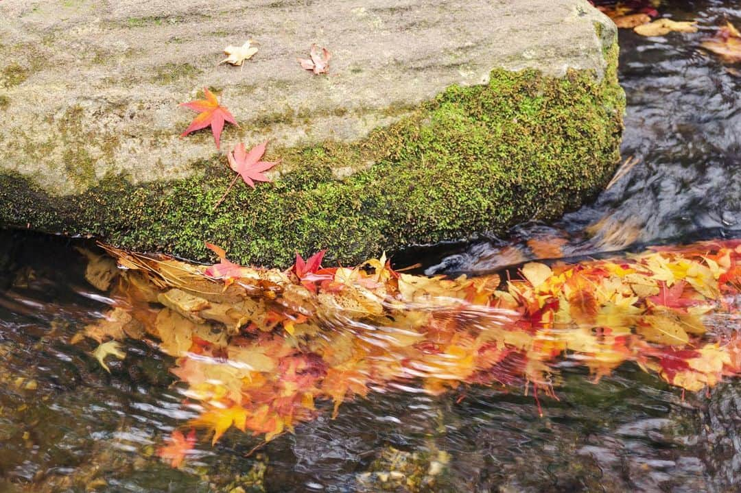 平塚市さんのインスタグラム写真 - (平塚市Instagram)「* 日本庭園の水辺には 紅葉のお裾分けがいっぱい。 *** #手をつなぎたくなる街 #hiratsukagood #hiratsuka#平塚 #kanagawaphotoclub #公園#総合公園 #平塚市総合公園 #日本庭園 #紅葉#紅葉🍁 #モミジ#もみじ #楓#カエデ#red #autumnleaves #autumn#yellow #こけ#苔#苔好き #せせらぎ#水辺 #週末の過ごし方 #日々#暮らし #instagramjapan#igersj」12月14日 16時37分 - hiratsukagood