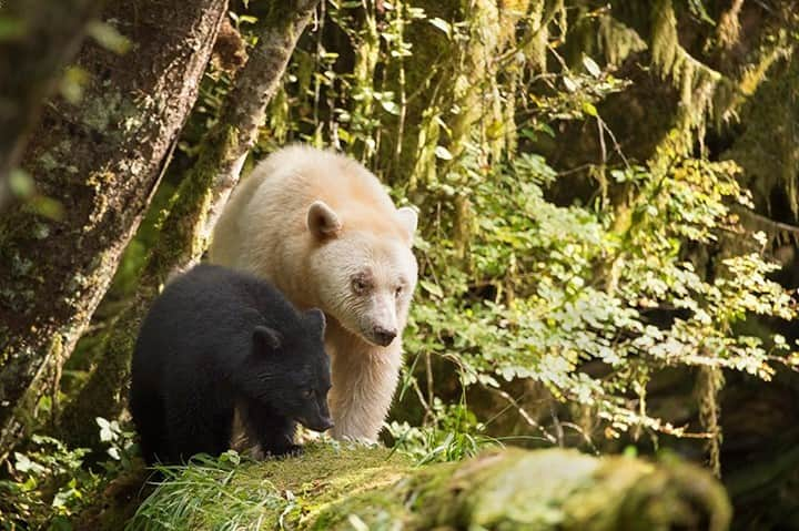 National Geographic Travelさんのインスタグラム写真 - (National Geographic TravelInstagram)「Photo by @DaisyGilardini / The Great Bear Rainforest on Canada’s west coast is the home of the elusive Kermode bear (also known as the spirit bear), a subspecies of the American black bear that, due to a recessive gene, has white or cream-colored fur that makes it unique. Though it has always been illegal to hunt a Kermode bear, it is not illegal to hunt a black bear that may or may not be carrying the Kermode gene. Since 2012 Coastal First Nations have banned trophy hunting from their territory in order to promote bear-watching instead.  Follow me @daisygilardini for more images and behind-the-scenes stories. #greatbearrainforest #canada #bear #spiritbear #Kermodebear」12月14日 16時39分 - natgeotravel