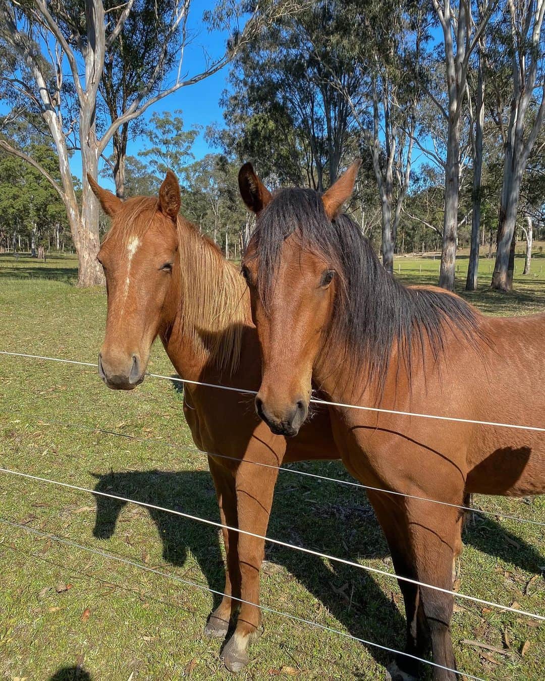 Hannah Pereraさんのインスタグラム写真 - (Hannah PereraInstagram)「Could these horseys be any cuter! We stumbled across these beauties whilst taking a detour up to Byron and couldn’t help our selves but pull over to say hello🐴🐴🐴 We literally spent like an hour giving them some love and cuddles. @subaruaustralia #greataustraliandetour #subaru ☀️☀️☀️」12月14日 16時52分 - hannah_perera