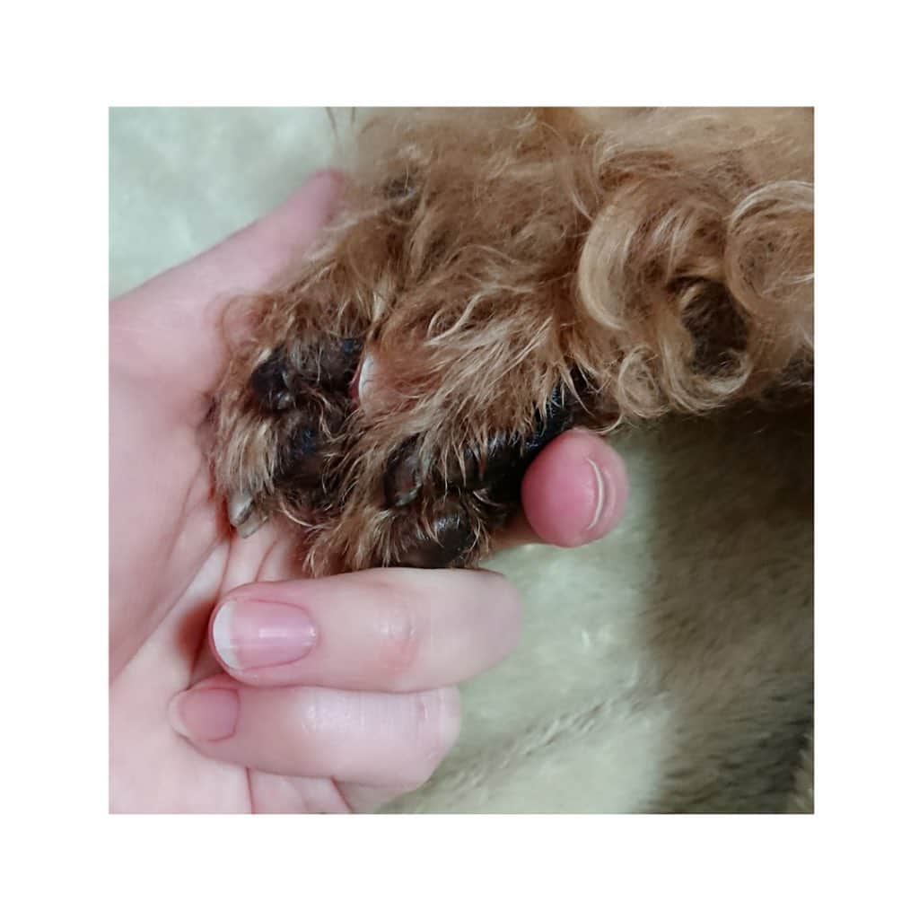 青木琴美のインスタグラム：「12月11日。 私の愛犬  頼さんが、天国へ旅立ちました。  そして一昨日、見送ってきました。  連載中じゃない、今のこのタイミングで旅立つなんて… いつも空気を読まない(苦笑)頼さんが、最後の最後に、空気を読んでくれたのかな…  体調が急変してから1週間、全ての時間を頼さんに注ぐことができました。  17歳5ヶ月。 本当に元気で長生きしてくれました。 こんな私と、こんなに長い間一緒にいてくれた頼さんには、ただただ感謝の気持ちしかありません。  そして今は、寂しくて寂しくて仕方ありません。  頼さんのことをご報告するかどうか迷ったのですが… もともとこのInstagramは頼さんの日常を綴るために始めたもので… 私の歴代作品のコミックスのフリースペースでも、度々頼さんのことを綴り、読者の皆さまに見守っていただいていたので、お知らせすることにしました。  かわいい かわいい 私の頼。  ありがとう。 ありがとう。 大好きだよ。 頑張ったね。 お疲れさま。  また会おうね。」