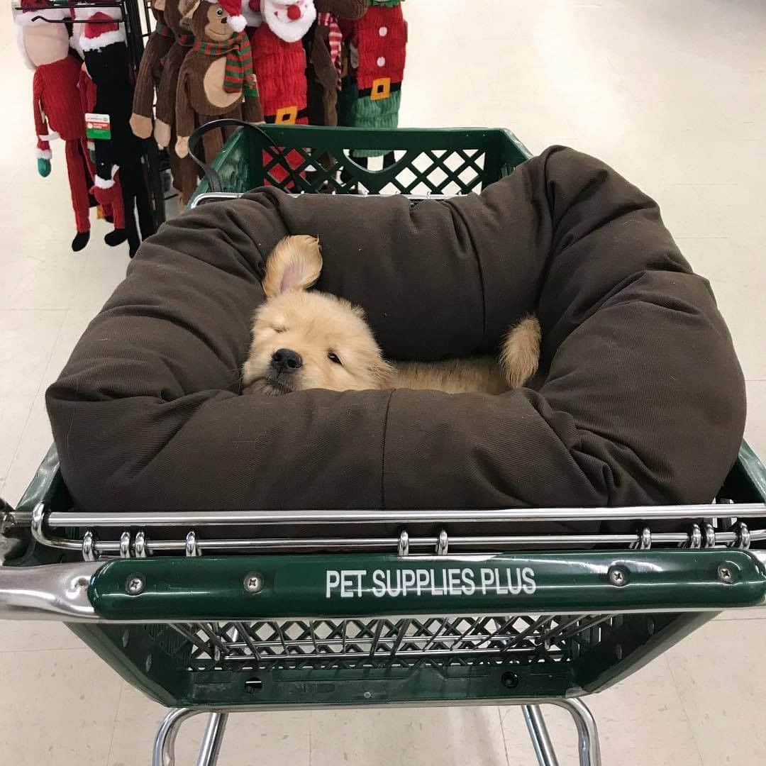 8crapさんのインスタグラム写真 - (8crapInstagram)「Shopping with mom be like 🥱 - 📷 @napathegolden - #barked #dog #doggo #puppy #pupper #GoldenRetriever #GoldenRetrieverPuppy」12月14日 17時00分 - barked