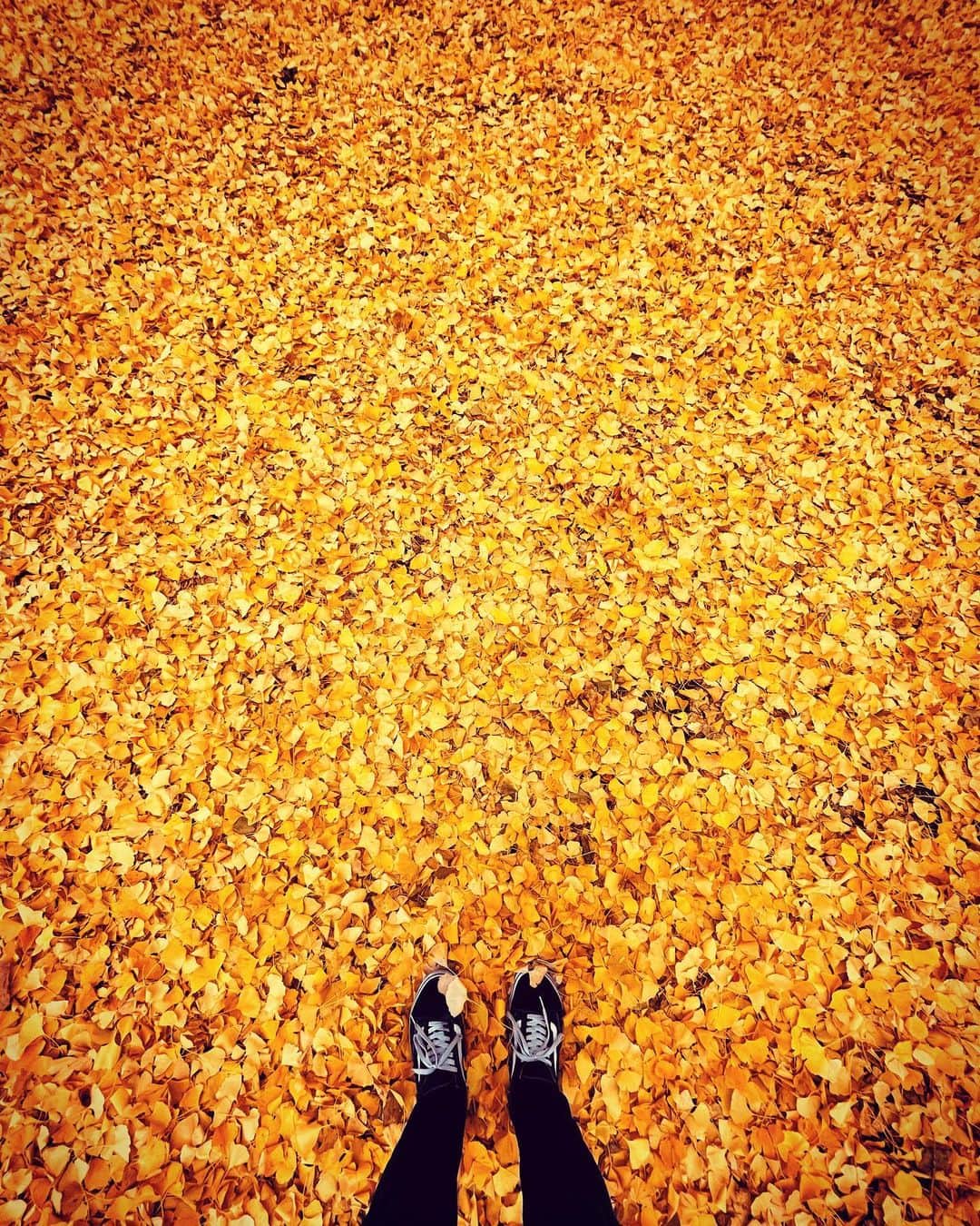久保田秀敏のインスタグラム：「銀杏の絨毯😚  #銀杏 #いちょう #落ち葉 #落ち葉の絨毯  #紅葉」