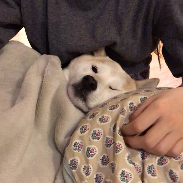 柴犬リリコのインスタグラム：「ブサ可愛い💕💕😩」