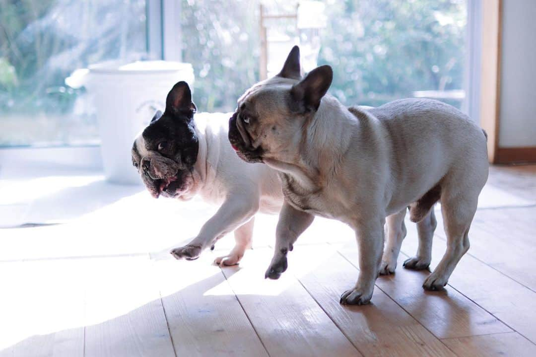 French Bulldog Lifeのインスタグラム