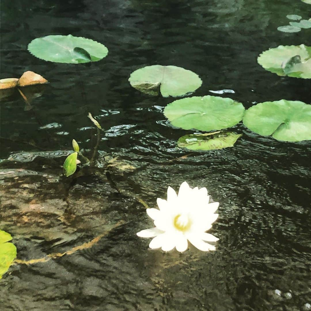 ハマカワフミエさんのインスタグラム写真 - (ハマカワフミエInstagram)「sleeping in the water 上手く笑えるから わがままも知らない 深い海の底  #lotas #water #forthelight #cocco  #lyrics」12月14日 23時16分 - hamakawafumie