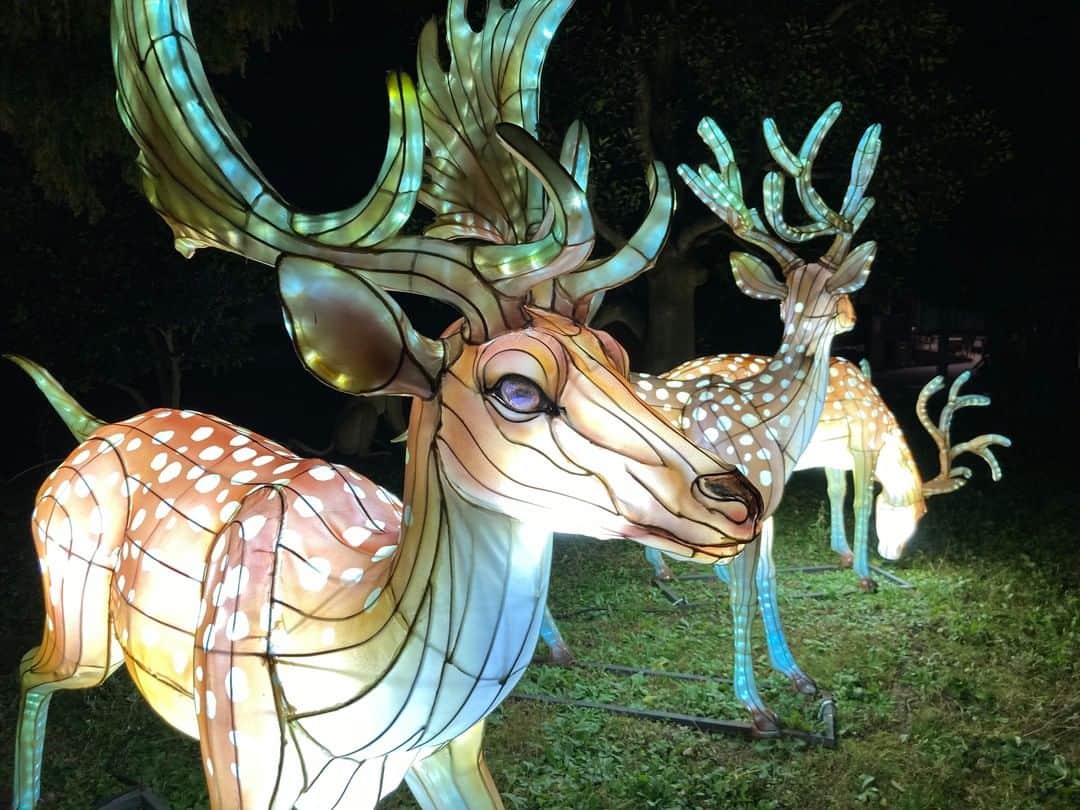 TOBU RAILWAY（東武鉄道）さんのインスタグラム写真 - (TOBU RAILWAY（東武鉄道）Instagram)「. . 🚩Tobu Zoo - Saitama . . [Let's go to the fantastic Tobu Zoo at night!] . . Tobu Zoo is a spot where you can enjoy the largest illuminations in Saitama Prefecture. You can also enjoy the "Nightly Zoo" during the illumination period. Please enjoy a fantastic night at Tobu Zoo. Period: November 21, 2020 (Sat.) - February 14, 2021, (Sun.) (*It is open only on Saturdays, Sundays and national holidays in November, January, and February, and is open every day from December 1st to December 31st.)  . . #visituslater #stayinspired #nexttripdestination . . . #saitama #tobuzoo #christmas #japannight #japantrip #discoverjapan #travelgram  #tobujapantrip #unknownjapan #jp_gallery #visitjapan #japan_of_insta #art_of_japan #instatravel  #instagood #travel_japan #exoloretheworld #ig_japan #explorejapan #travelinjapan #beautifuldestinations #japan_vacations #beautifuljapan #japanexperience」12月14日 18時00分 - tobu_japan_trip