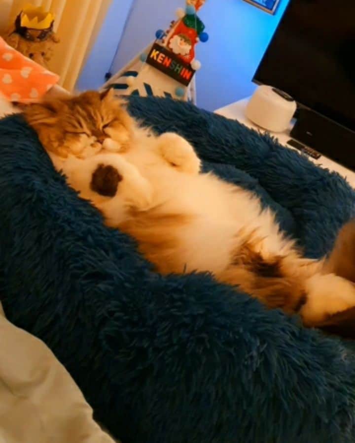 のインスタグラム：「Just Chillin' ☺♥️ #mondaymood」