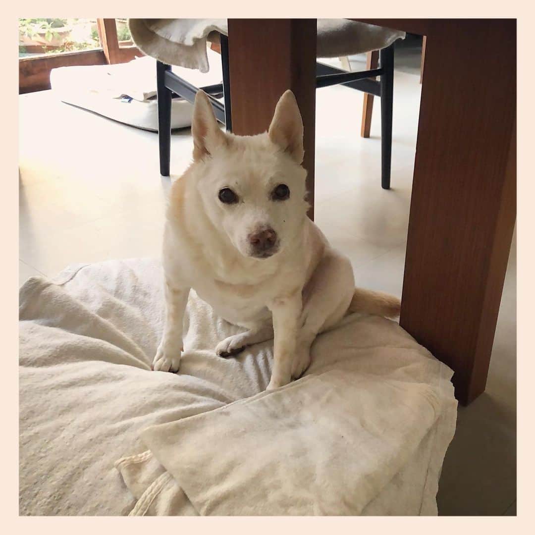 のインスタグラム：「#元保護犬 #雑種犬 #crossbreed #mixdog #キップル14歳」