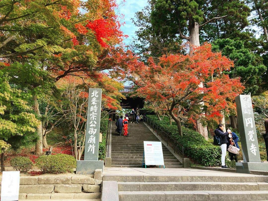 長谷部瞳のインスタグラム：「北鎌倉駅にある円覚寺にお参り🙏 紅葉まだまだ綺麗です🍁  カメラ構えてたところに、娘がいきなりネコちゃんを入れてきたけど、逆にいい写真になったかも📸  拝観料は大人300円で、未就学児は無料です✨  #鎌倉 #北鎌倉 #円覚寺 #紅葉 #日本庭園 #神社仏閣 #子供とお出かけ #参拝 #ぬいぐるみ #ぬい撮り #5歳女の子 #子供のいる生活」