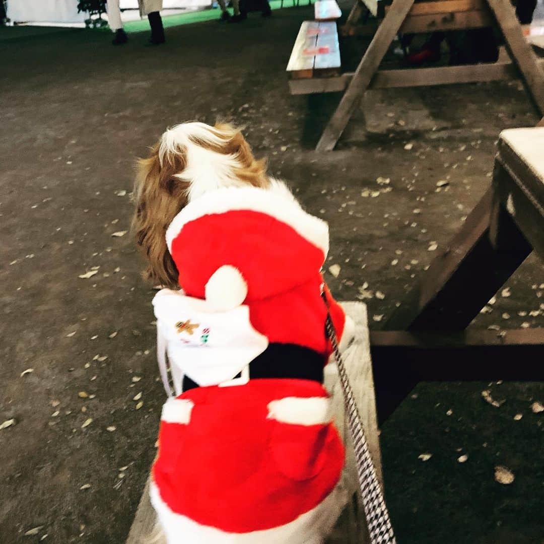 のインスタグラム：「お散歩with beer」