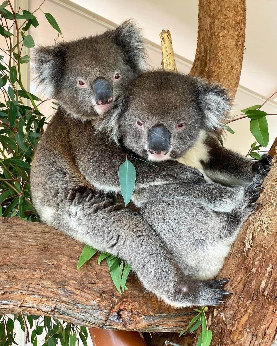 Australiaさんのインスタグラム写真 - (AustraliaInstagram)「'Tis the season for awkward Christmas family photos! 👪 😂 We can always count on @koala_keeper_ness to capture all the cute and cuddly moments at @clelandwildlifepark, which is located in @southaustralia's beautiful region of @visitadelaidehills. Lined with rows of lush vineyards and surrounded by stunning scenery, the #AdelaideHills really does have it all, including incredible hiking tracks like the popular #MtLoftySummit trail, luxury accomodation, and award-winning wineries for days! 🍷 We couldn't possibly list out ALL of our favourite Adelaide Hills vineyards here, so head to the link in our bio for some serious vino inspo! #seeaustralia #holidayherethisyear #visitadelaidehills #seesouthaustralia #wildlife #koala」12月14日 19時00分 - australia