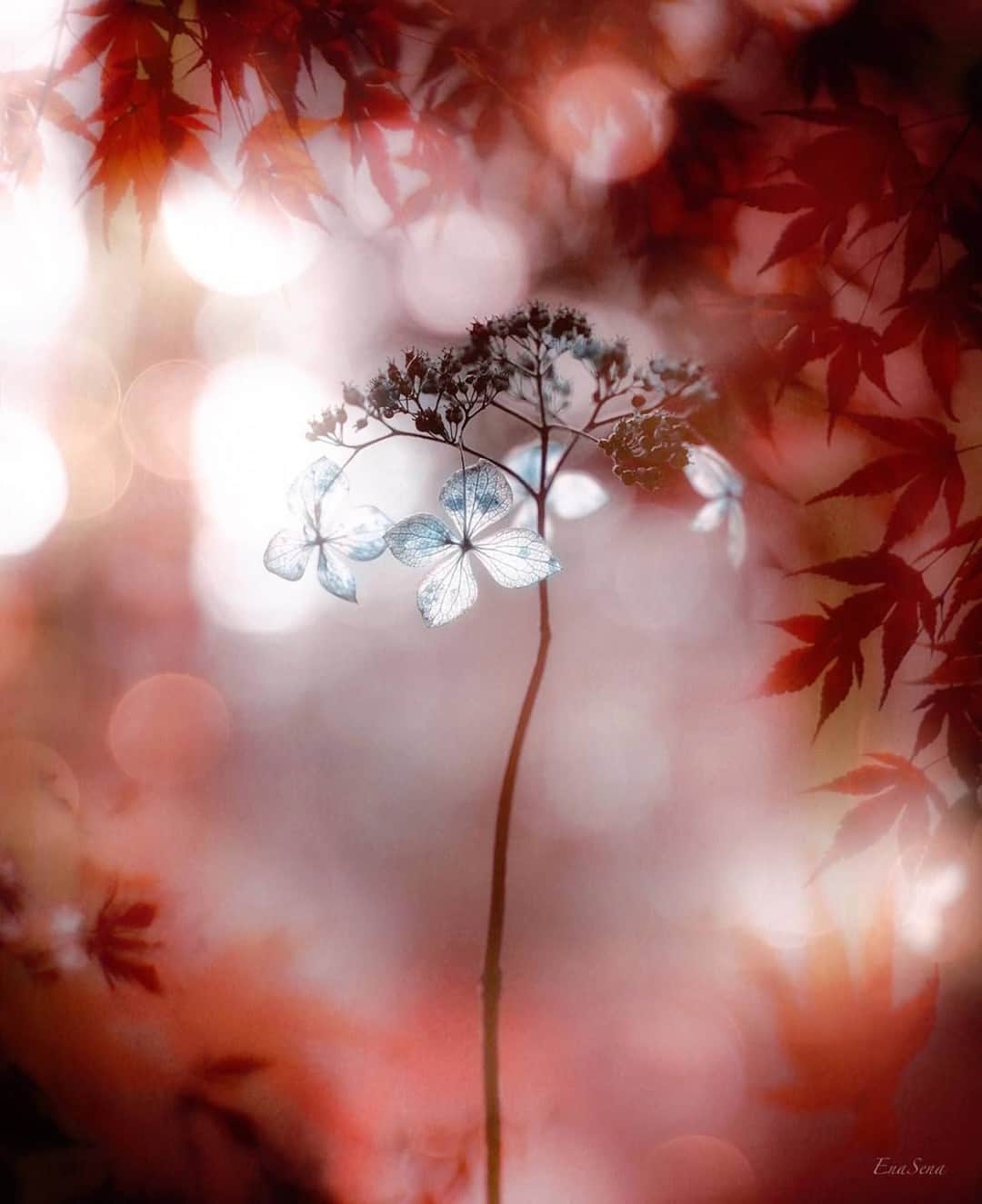 花の写真館のインスタグラム：「Photo by @ena.s.ena.⠀ https://instagram.com/ena.s.ena/⠀ .⠀ Original Post[投稿いただいたURL]⠀ https://www.instagram.com/p/CIWLdU0sSYj/⠀ .⠀ 本アカウントは、 #私の花の写真 をつけてInstagramに投稿された皆さまの花の写真や、「花の写真館」Facebookページで投稿された花の写真を紹介します。⠀ 「花の写真館」Facebookページは、「 @floral.photograph 」のプロフィールにあるURLからご覧ください。⠀ .⠀ ※各自、政府、自治体など公的機関の指示に従った行動をお願いします。⠀⠀ 東京カメラ部および分室では、写真を「見る楽しみ」を提供することを通して、微力ながら皆様にわずかな時間でも癒しをお届けしたいと思っております。⠀ ※本アカウントは東京カメラ部がFacebook、Instagramのサービスを利用して運営しているもので、Facebook社・Instagramとは一切関係ありません。⠀ .⠀ #花の写真館 #floralphotograph #floralphoto #flower #flowers⠀ Follow: @floral.photograph」