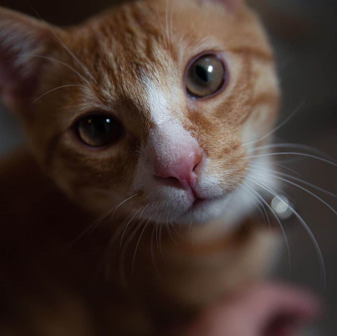 sasai_tacosのインスタグラム：「猫撮ったから見てくれ」