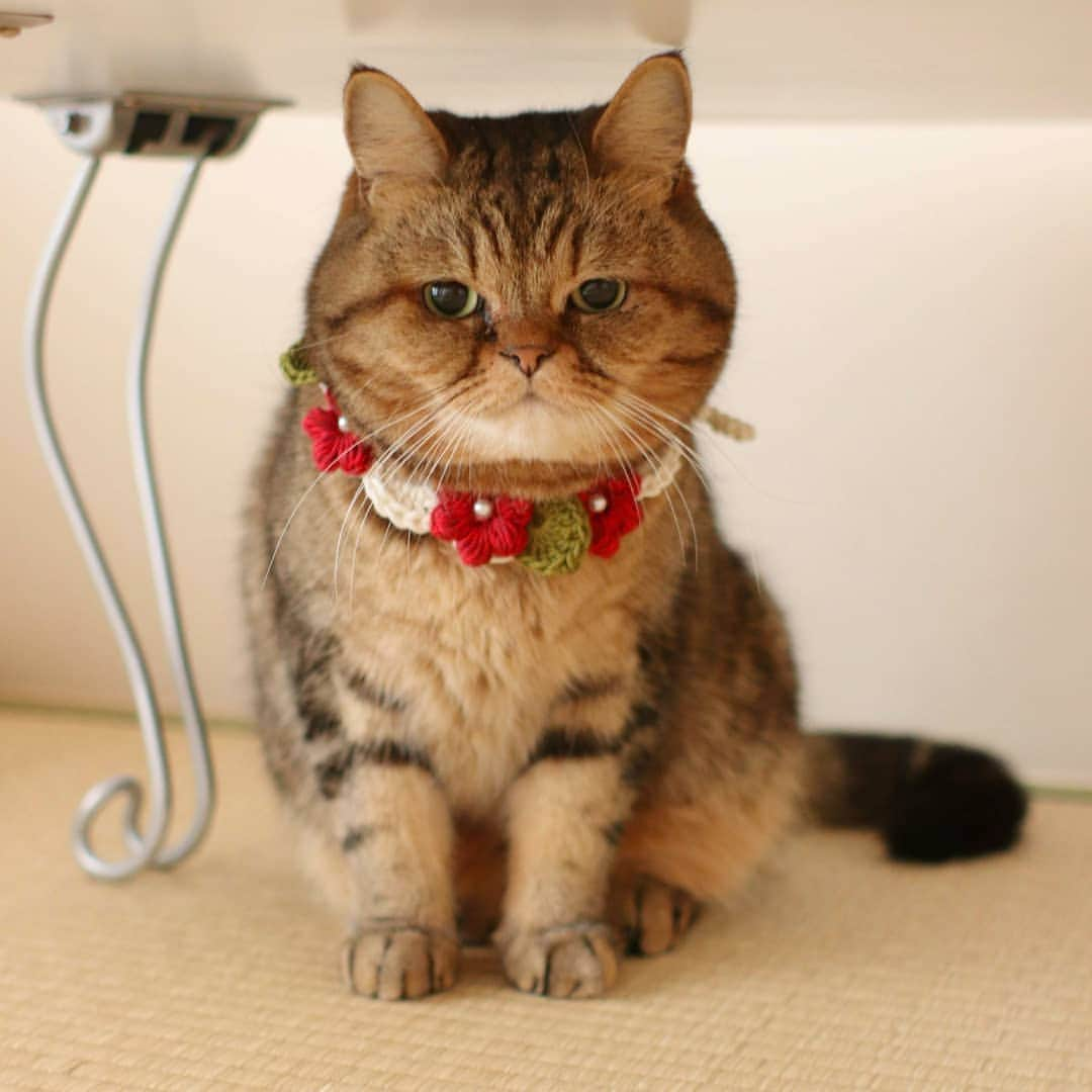 寅次郎（とらちゃん）さんのインスタグラム写真 - (寅次郎（とらちゃん）Instagram)「☆ flower necklace❁ . ちゃぶ台の下からこんばんにゃ🌃 . クリスマスにもお正月にもおめかしできる新作を着けてみたにゃんよ😽 . #寅コレ #新作 15日 20:00より minneで販売します💓 . . #cat #cute #meow #貓 #ねこ #エキゾチックショートヘア #無敵の親バカ同盟 #猫のいる暮らし #にゃんすたぐらむ #ペコねこ部 #ねことの暮らし #ハンドメイド #minne」12月14日 19時24分 - torachanthecat