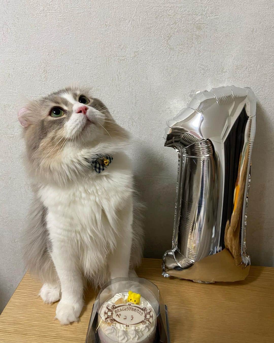 蒼山みことさんのインスタグラム写真 - (蒼山みことInstagram)「12月6日でペコラは1歳の誕生日を迎えました🐈 改めて誕生日おめでとう🎂 ってことで、猫用ケーキを買ってみました。（ちょっと舐めたぐらいで全く食べなかった🥺）  #newpost #photo #photography #cat #猫 #成猫 #1歳 #アメリカンカール #ペコラ #男の子 #ねこのきもち #猫のいる暮らし #ペットのいる生活 #猫好きさんと繋がりたい #いいね #いいね返し #いいね返しは絶対 #lfl #l4l #likeforlikes #like4likes #instaphoto #instagood #follow #followｍe」12月14日 19時26分 - mikoto__aoyama0917