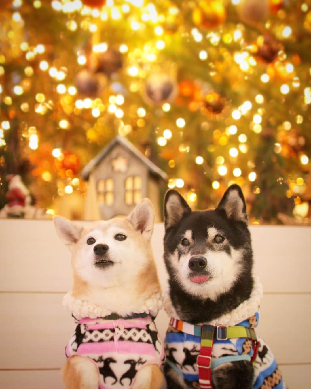 柴犬 けんしろう ゆりあのインスタグラム：「🐶✨🐶  ゆりちゃんのお口がしっかり閉じないように🤐 けんちゃんの一度喋りはじめたお口は もうどうにも止まらない👅  気に入らないことには全て お小言を申されるようになりました🤣🤣  さては、ガクおじさん目指してる？ . . 今夜のストーリーズで けんちゃんのお小言をどうぞ🤣 . . Location:Yokohama (けんゆりおもひで冬photo⛄️より)」
