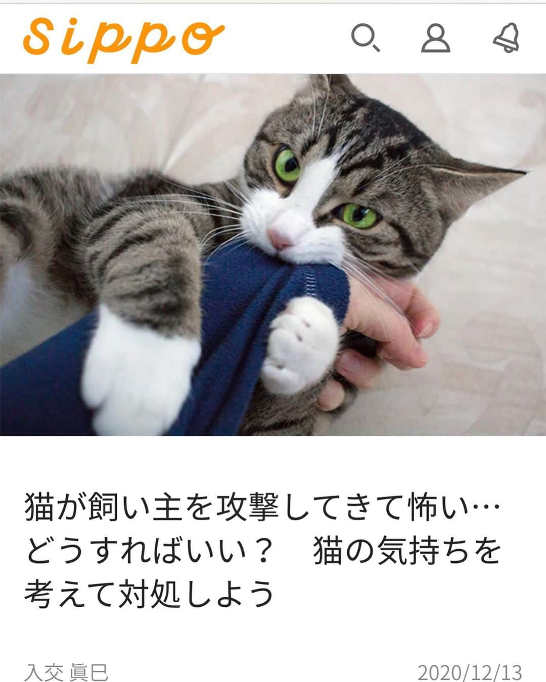 sippoさんのインスタグラム写真 - (sippoInstagram)「【オススメ記事】  「うちの猫がトラみたいになって私を襲う…」  飼い猫に攻撃をされたら、怖いし困ってしまいますよね  そんな時、どう対処したら良いのでしょう？  獣医師で米国獣医行動学専門医の入交眞巳先生が対処法を教えてくれました  連載「ねことの暮らし相談室」 著者は入交眞巳先生  記事は、ストリーズのリンク、または @sippo_official プロフィールのサイトリンクから新着記事をご覧いただくか、こちらのURLからどうぞ→  #動物行動学 #獣医師 #入交眞巳先生 #猫との暮らし」12月14日 19時50分 - sippo_official