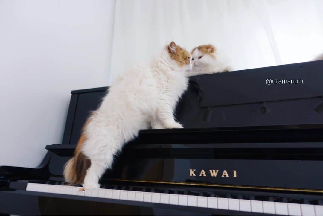 詩丸のインスタグラム：「お花「つむちゃん、大好きにゃ💕」 . 猫の頭突きは、「大好きだよ」のサイン。愛情表現の一つと言われています😌❤️ お花の頭突きはちょっぴり激しくて、私たちにもよく激突してきます…😳🐗💨 きっと、愛情深い証拠だね…🥰 .  Ohana "Tsumu-chan, I love you💕" Cat Headbutting is a sign of affection and trust🐈🐾 I think it's like a kiss❤️ .  Ohana and Tsumugi🐱 #cat #ねこ #猫 #momanddaughter」