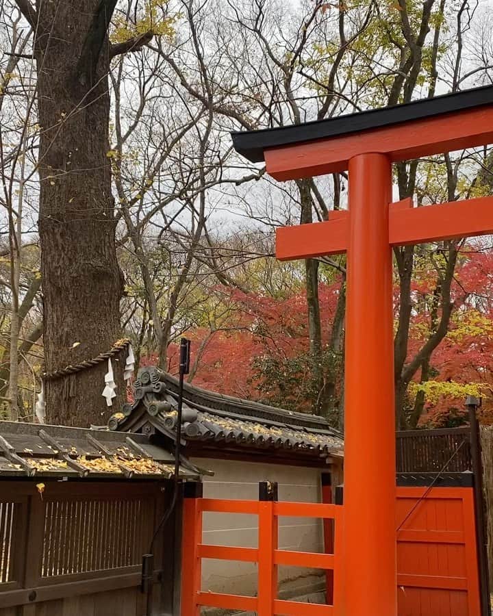 uinoloscaのインスタグラム：「ハラハラと舞い降りる葉っぱが雪のようで、見入るほど綺麗だった🥺🍂✨ ・ ・ ・ #京都観光名所 #下鴨神社 #紅葉スポット」