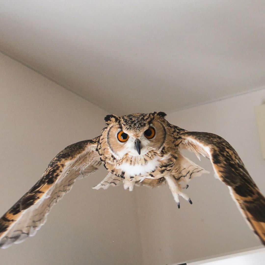GEN3 Owlのインスタグラム：「㊗️1000投稿！気がつけばこんなに投稿してました。これだけ続けてこれたのも、いつも皆さんから温かいコメントやいいねをいただいてるお陰です。 なかなか個別に返信できなくてごめんなさい。皆さんからのコメントやメッセージはしっかり全部読ませていただいてます。 年内はグッズ関連の投稿やストーリーが増えますが、ご容赦いただけると幸いです。 今後ともよろしくお願いします🦉💕  ----- Congratulations 1000 posts!  I noticed that I posted this.  I've been doing this for a long time because I always get kind comments and good things from everyone. I'm sorry I couldn't reply individually.  I read all the comments and messages from everyone. There will be more posts and stories related to official goods this year, but please forgive me.  Thank you for your continued support 🦉💕  #owl #owlgaru #フクロウ」