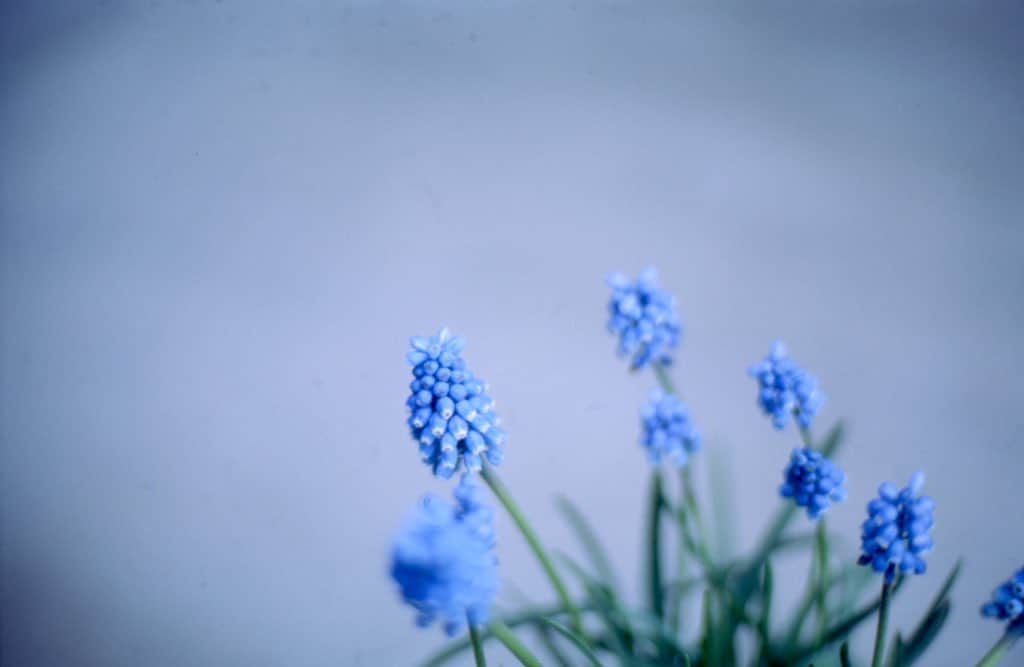 Naomiのインスタグラム：「急に寒くなったね。  #nao1223film #NikonF3」