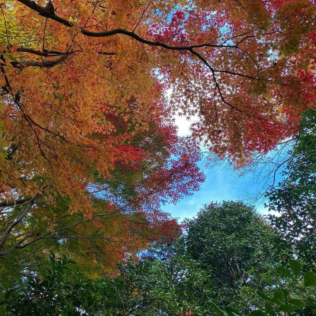 桜雪さんのインスタグラム写真 - (桜雪Instagram)「きれいだった！  #紅葉 #紅葉狩り #庭園散歩」12月14日 20時50分 - yuki_12hsm