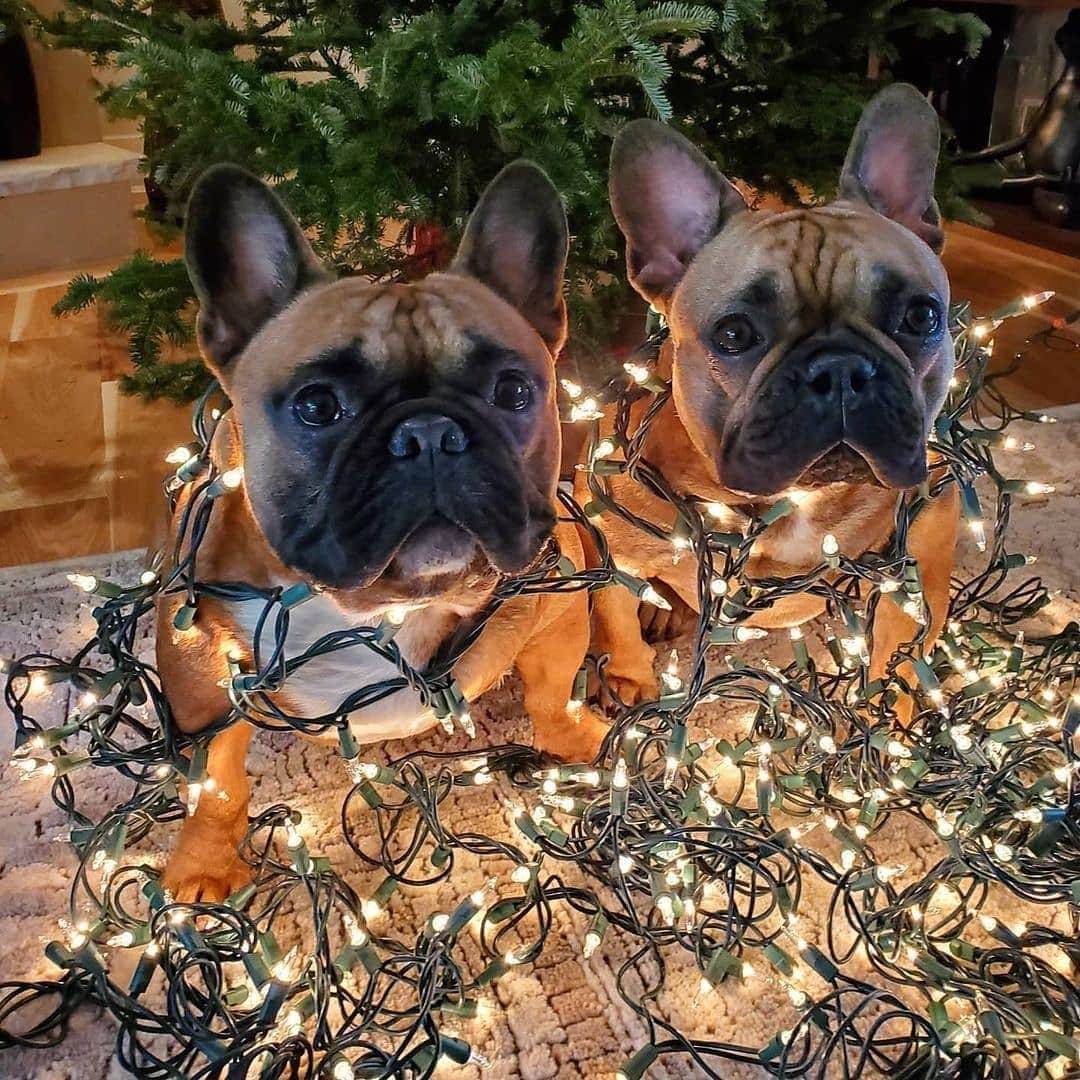 French Bulldogさんのインスタグラム写真 - (French BulldogInstagram)「Cutest Christmas lights 🐶🐶 @yogi_the_frenchbully #doubletrouble . . . . . #christmas #christmasdecor #christmasiscoming #christmastree #christmasdecorations #christmasspirit #frenchie_photos #frenchiegram #frenchienation #frenchies #frenchiediary #frenchieoftheday #frenchieworld #frenchies1 #frenchiesofinstagram #frenchiesociety #frenchbulldogsofinstagram #frenchiesofcanada #frenchbulldog #frenchielove #frenchbullies #frenchiecorner #frenchbulldoglife #buldogfrancuski #bulldogs #flatfacecrew #squishyfacecrew #cutefrenchies #cutedogs」12月14日 21時07分 - frenchie.world