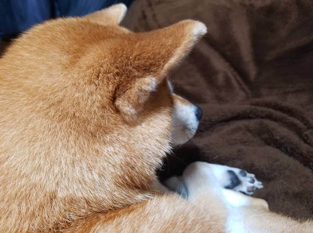 柴犬たま Shibainu Tamaのインスタグラム