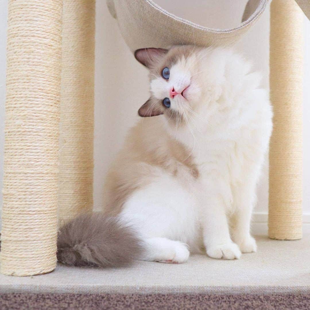 PECOねこ部のインスタグラム
