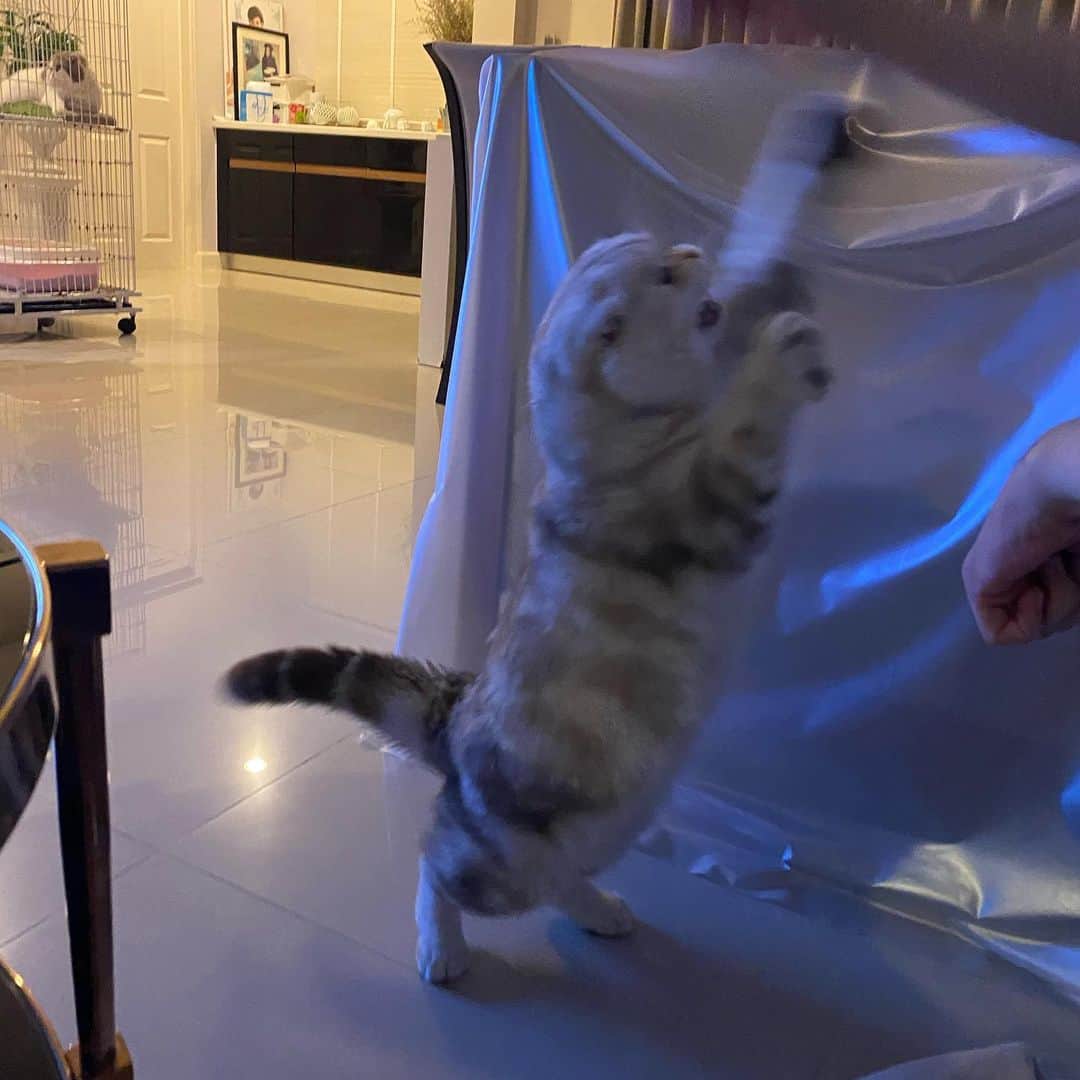 Haruのインスタグラム：「Roarrrrr 🐯 ขอกัญชาโหน่ยยยยยยย」