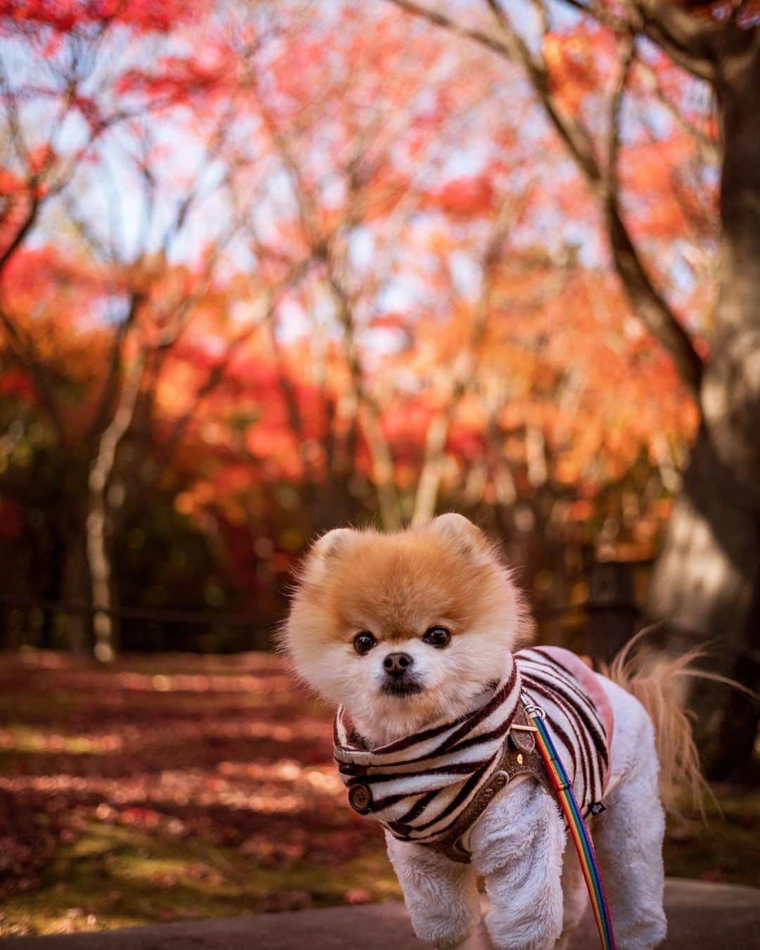 ポテチンさんのインスタグラム写真 - (ポテチンInstagram)「picnic with my daddy  せっかく綺麗な紅葉🍁なのに残念なファッションの父さんですぢょ。」12月14日 21時08分 - pom.potechin