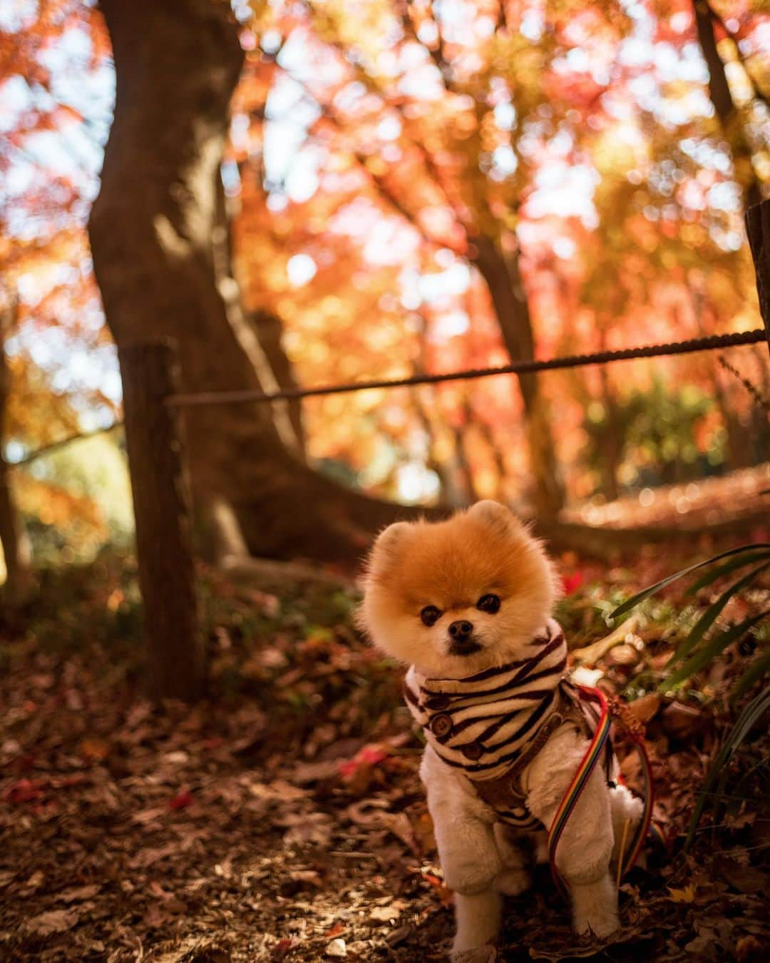 ポテチンさんのインスタグラム写真 - (ポテチンInstagram)「picnic with my daddy  せっかく綺麗な紅葉🍁なのに残念なファッションの父さんですぢょ。」12月14日 21時08分 - pom.potechin