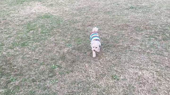 チャチャ丸のインスタグラム：「‪ドッグランで全力ダッシュ💨‬ ‪#トイプードル‬ #toypoodle #dogrun#ドッグラン」