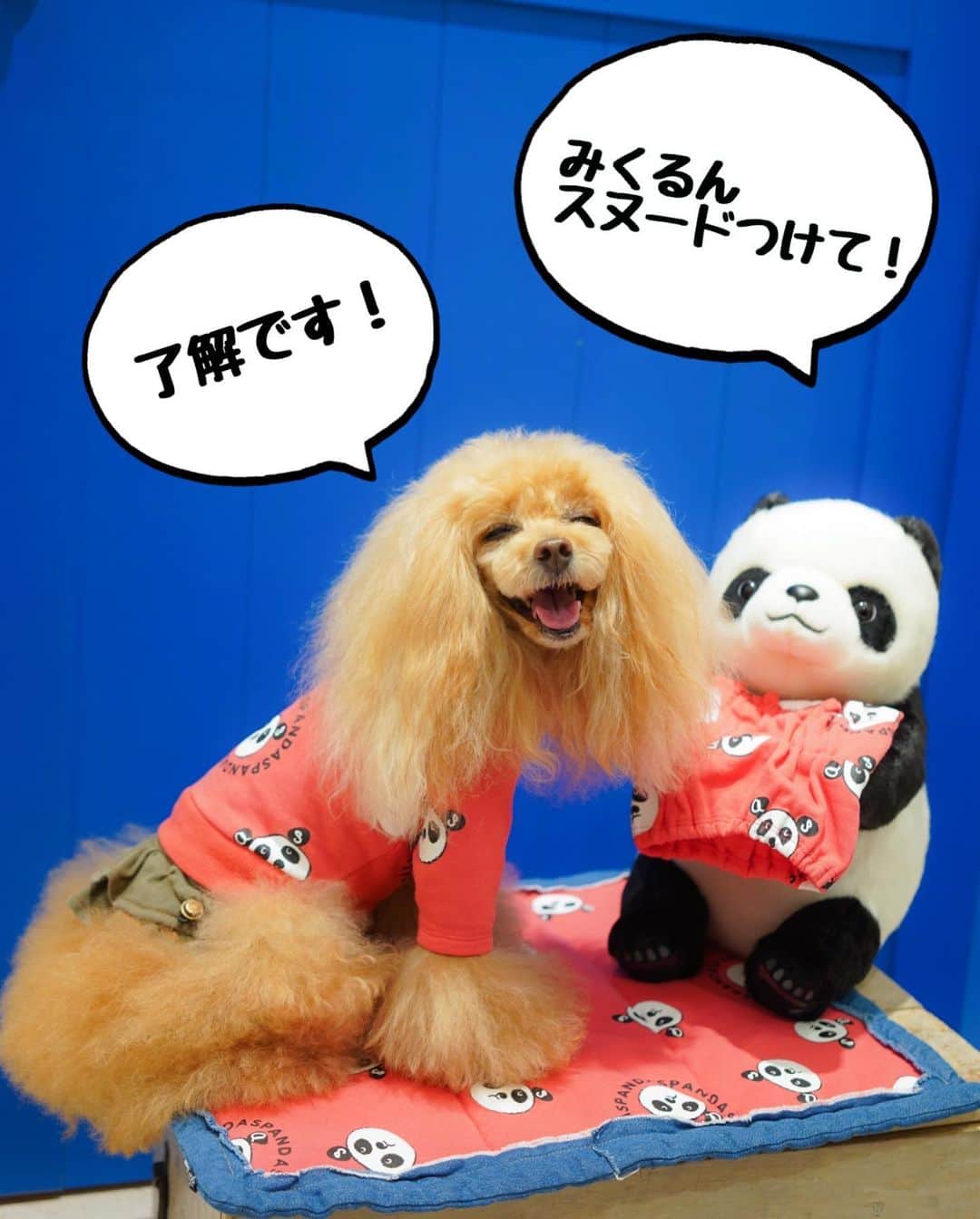 Toypoodle Mikuru?Asakusa Tokyoのインスタグラム：「20201215 Tuesday. 【Mikuru information🌟】 熊猫と書いてパンダと読みます🐼 . ⭐️ NASパンダパンダPO ⭐️ W00744 / ¥7,200+tax ダスティBL / コーラルPK 2色展開🐼 ASパンダ可愛いですよ😍 背中に笹の葉の刺繍が🪡 みくるはコーラルPK のサイズ1です。  ⭐️ ASパンダスヌード ⭐️ WY0160 / ¥3,500+tax S / M あります‼️ みきゅるんはSサイズを☺️  ⭐️ ASパンダカフェマット ⭐️ WY0105 / ¥5,800+tax  彼氏 ( @laugh0903 ) はダスティBL。 イロチペアコーデで写真撮りたいなぁ🥰  現在、各店舗では「Dewan年末ジャンボ宝くじ」を行ってますよん🥰 ............................ 在庫やサイズ相談など詳細は @asknowasdewan_marronniergate にお問合せください☺️  以上、Mikuru information でした🌟  #asknowasdewan #asknowasdewan公式アンバサダー #マロニエゲート銀座 #第17期PPモデル」
