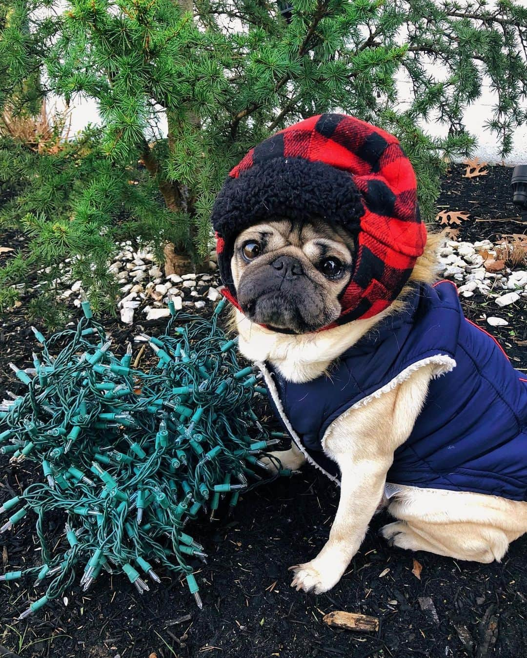 itsdougthepugさんのインスタグラム写真 - (itsdougthepugInstagram)「“Will u help me? I don’t have thumbs” -Doug」12月15日 8時02分 - itsdougthepug