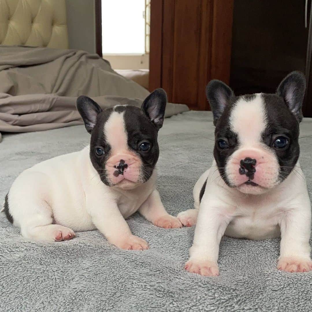 Regeneratti&Oliveira Kennelさんのインスタグラム写真 - (Regeneratti&Oliveira KennelInstagram)「They’re so precious! Could you help me name these cute boys? #frenchbulldog #jmarcoz #frenchie #puppy #cutepuppies #bulldoguefrances #bulldog」12月15日 7時57分 - jmarcoz