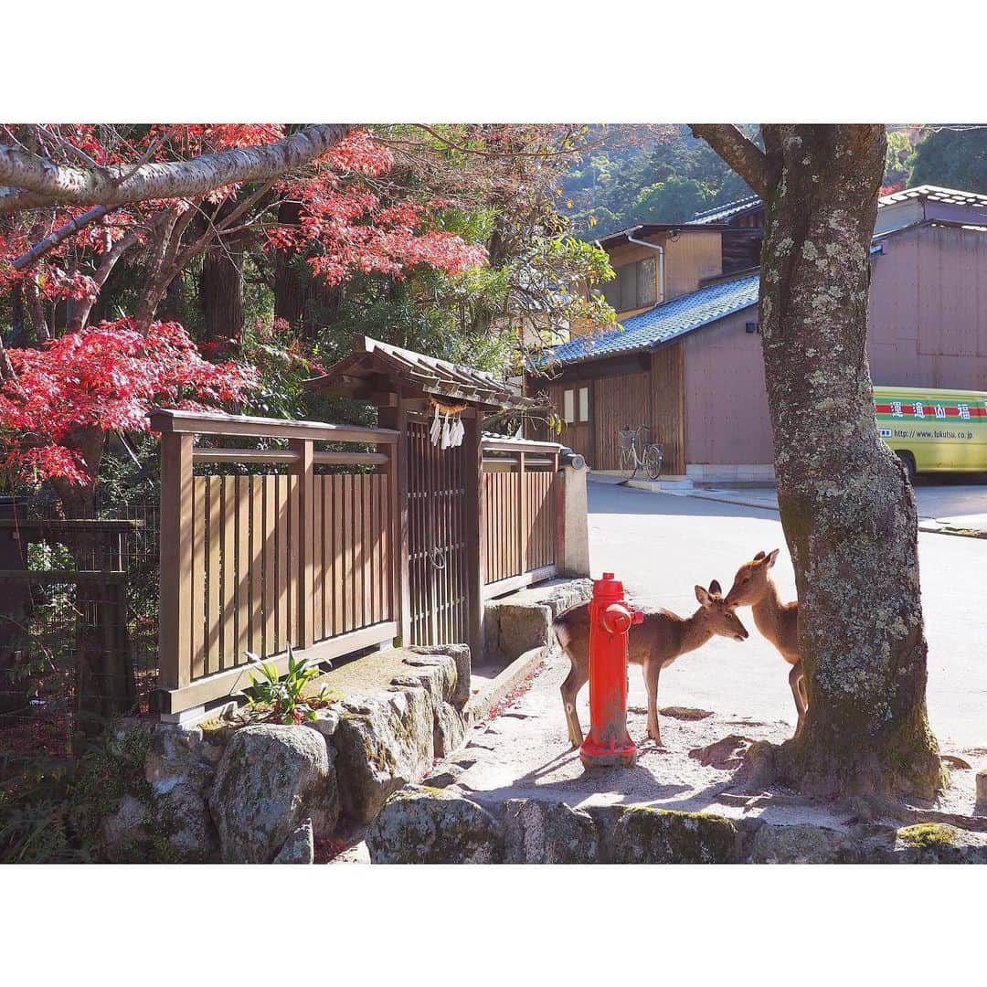 小川あゆ美のインスタグラム：「. 癒された🦌💕 . . . . . #広島観光 #宮島 #厳島神社 #紅葉 #鹿 #カメラ女子 #鹿活 #東京カメラ部 #広がり同盟 #お写んぽ #カメラのある生活 #キリトリセカイ #ファインダー越しの私の世界 #日本の風景 #hiroshima #team_jp #japanphoto  #lovers_nippon #views #beautiful #travel #love #deer #히로시마 #좋아요반사 #좋아요늘리기 #일본 #사진 #여행기록 #사슴」