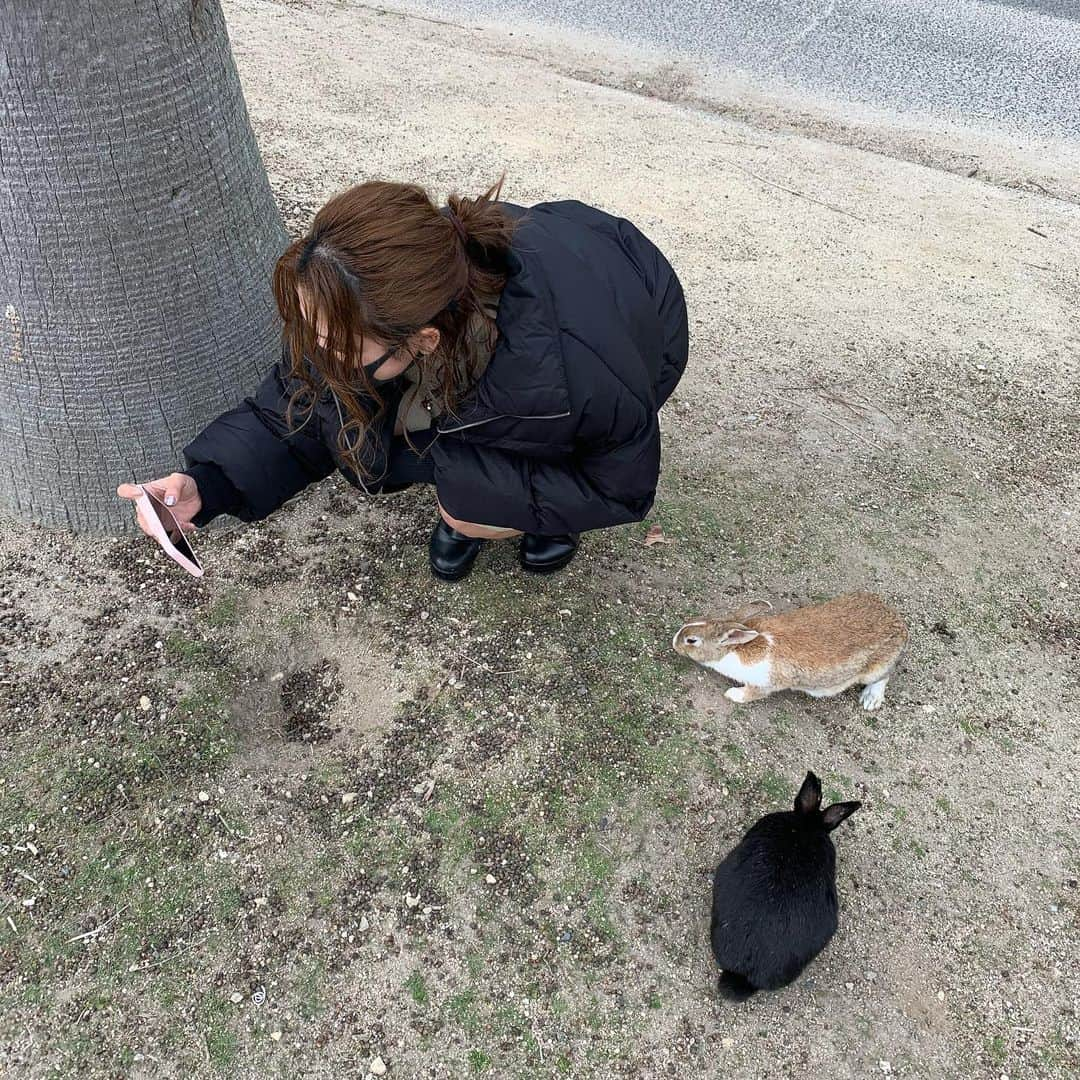 蒼野杏さんのインスタグラム写真 - (蒼野杏Instagram)「前のうさちゃん撮るのに必死で隣のうさちゃんに気付かない私…  #🐰 #rabbit #広島 #大久野島 #兎島 #gotoトラベル #followme」12月15日 7時59分 - ann_takasugi