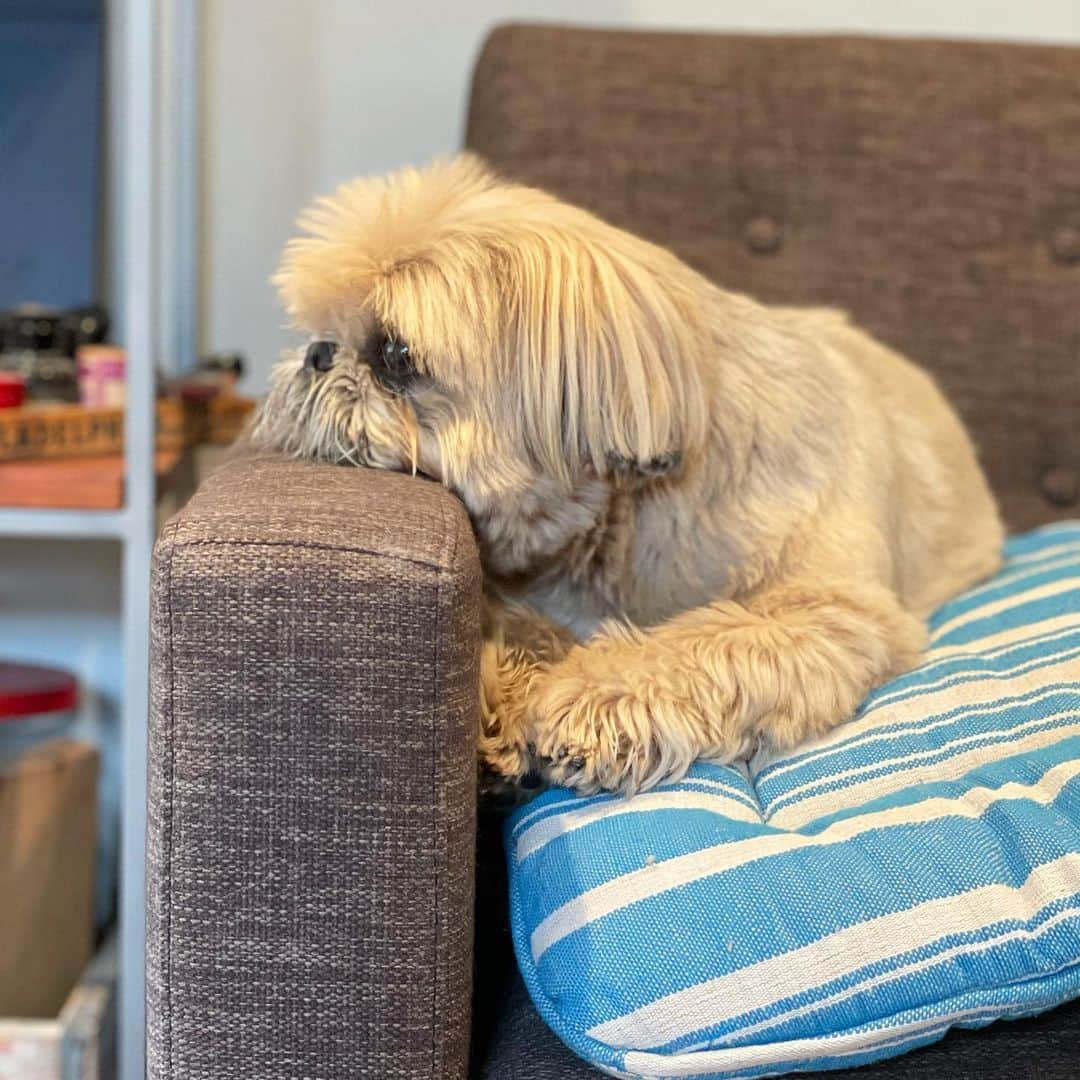 Dougie the Shih Tzuのインスタグラム：「Monday.」