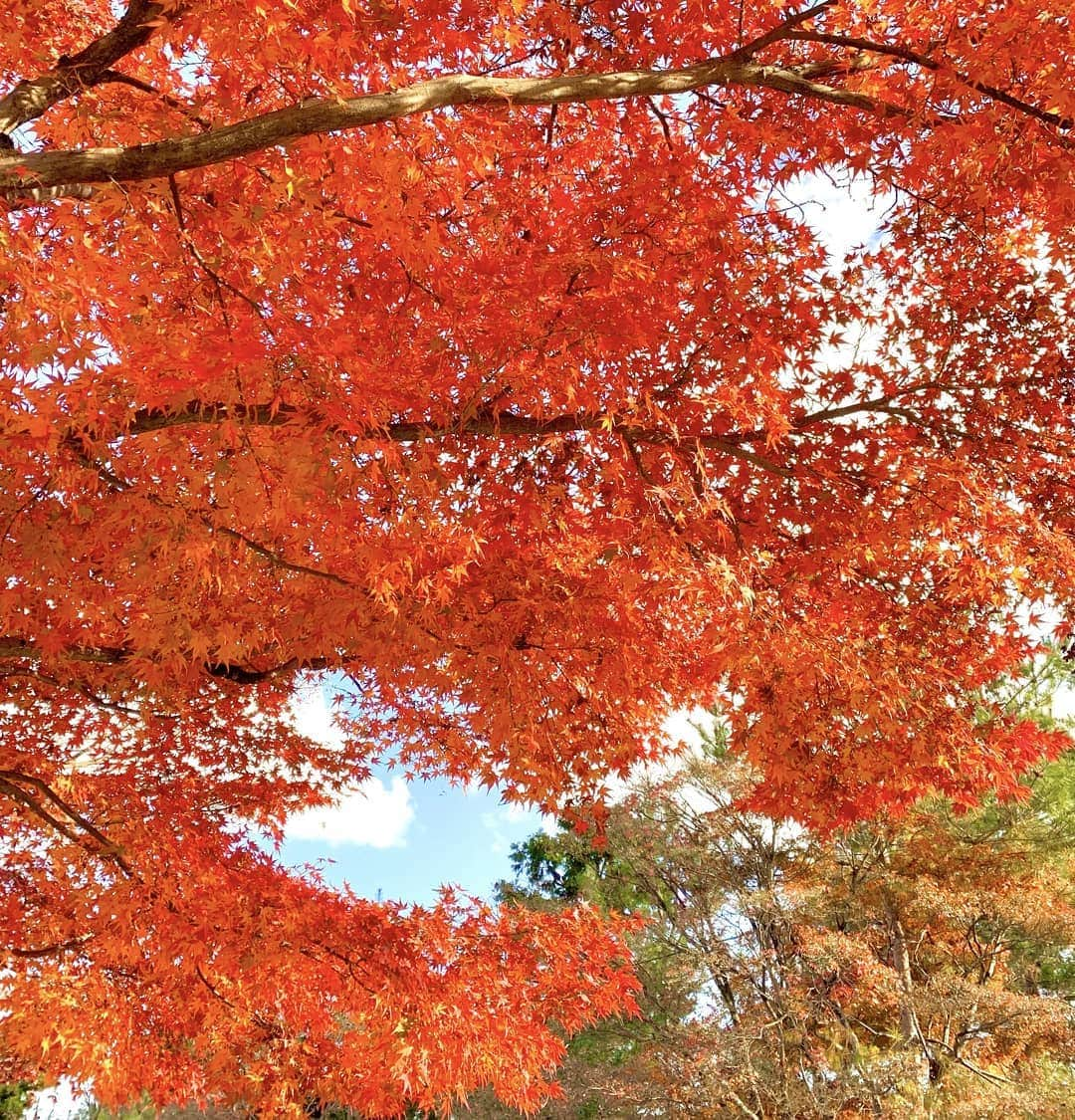 栗田萌さんのインスタグラム写真 - (栗田萌Instagram)「紅葉🍁🍁 今年は充分に満喫できました。 とってもきれい〜🍂 #紅葉 皆さんにもお裾分け🤗💕」12月14日 23時49分 - kurimoe_official