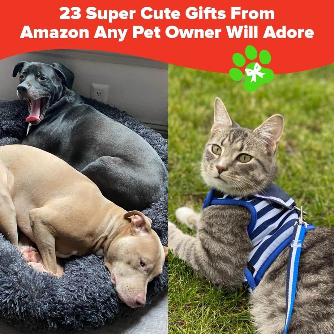 BuzzFeedさんのインスタグラム写真 - (BuzzFeedInstagram)「Follow @BuzzFeedPets for more🐾 Gifts for your furry friends that were on the nice list 🎁Link in bio!」12月15日 1時00分 - buzzfeed