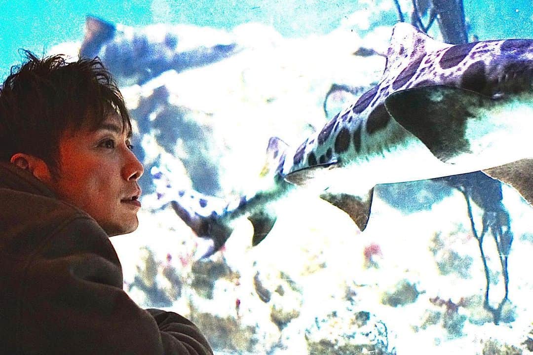 平宮博重さんのインスタグラム写真 - (平宮博重Instagram)「I went to the aquarium for shooting:)  #Aquarium #shooting #blue #水族館」12月15日 0時02分 - hiroshige_narimiya