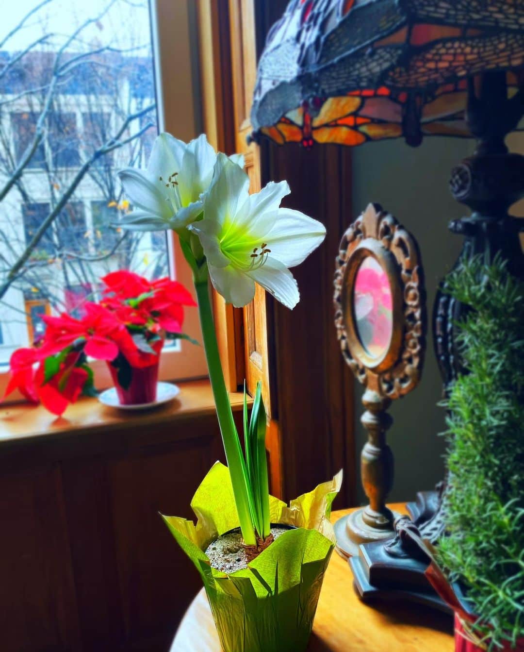 ラファエル・スバージさんのインスタグラム写真 - (ラファエル・スバージInstagram)「As we await the first real snow, a tiny glimpse of Spring reminds us of what’s to come.   My #newyork window to the world.」12月15日 0時27分 - raphaelsbarge