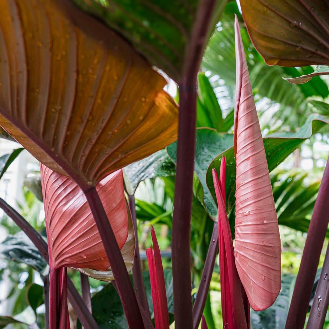 ニューヨーク植物園のインスタグラム：「The Plant Doctor is in! 🌿  . We're taking your home gardening and houseplant challenges and getting our NYBG experts' input. Leave your question here in the comments by Thursday morning. On Friday we'll follow up with answers, helping you keep your plants—like this philodendron—thriving both indoors and out. . #Philodendron 'Rojo Congo' #plantlove #nybgathome #museumfromhome」