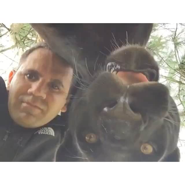 のインスタグラム：「HANGING UPSIDE DOWN FROM A TREE... #Michaelingui」