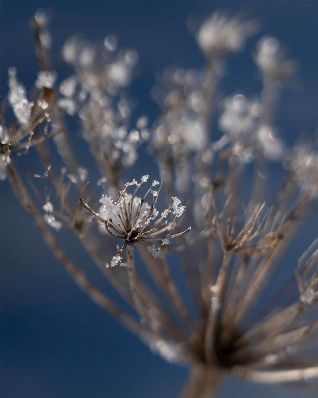 パラジャンパーズさんのインスタグラム写真 - (パラジャンパーズInstagram)「46°29'29.4"N, 12°02'31.1"E  The delicacy of little frozen droplets, like jewels created by nature and winter. The warmest walks, enjoying the beauty of sun on the snow.  #PJSWinterHolidays  #WinterExperience #WinterClothing #FallWinter2020 #FallWinterCollection #WomenCollection #MenCollection #NewCollection #PJS #PJSFriends #Parajumpers #Outerwear #FW2020 #FW20 #NaturalLandscape #Adventure #ShearlingMittens #ShearlingGloves #Shearling #WinterGloves #Mittens #WinterAccessories #AccessoriesFamily #Winterwear」12月15日 2時00分 - parajumpers_official
