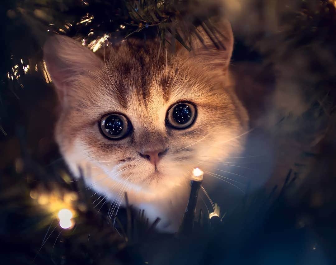 Aww Clubさんのインスタグラム写真 - (Aww ClubInstagram)「Find someone who looks at you like Dory looks at Christmas ornaments⠀ ⠀ 📷@madfluffs⠀ ⠀ #meowed #madfluffs #Christmas #ornaments #Dory」12月15日 2時00分 - meowed