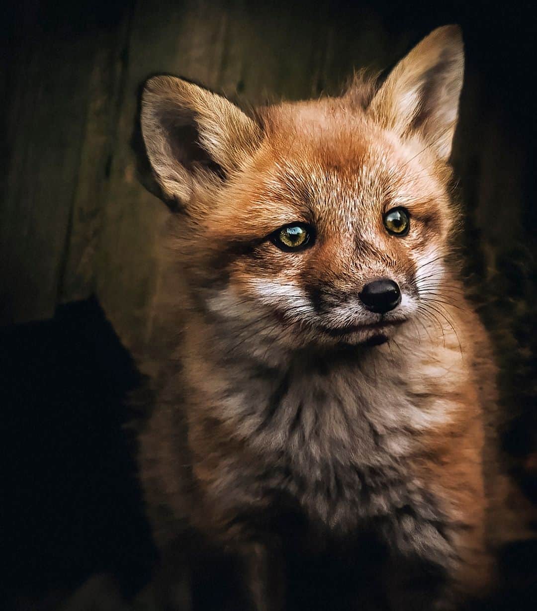 Ricoh Imagingのインスタグラム：「This cute little guy was captured by @renefisher_photography.」