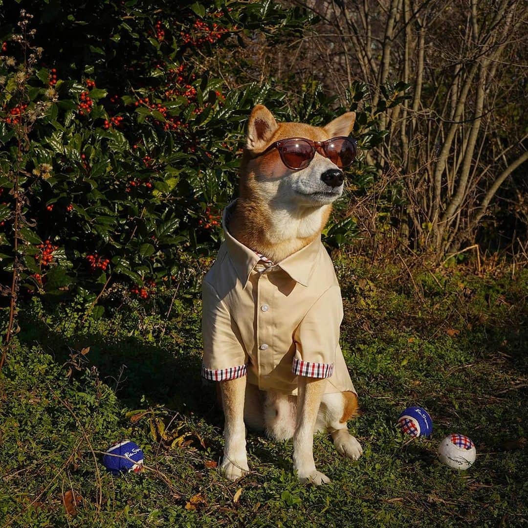 Menswear Dogのインスタグラム：「Fetch but make it Fashun 🕶️⚾  @benshermanofficial #ad」