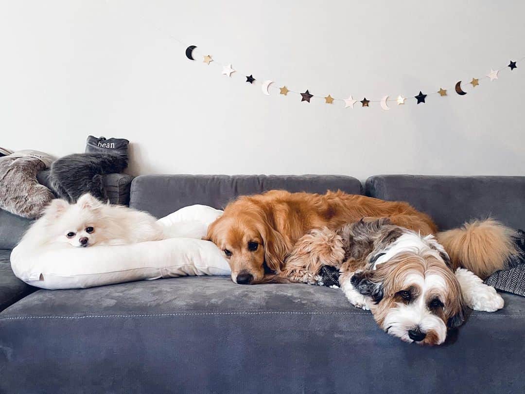 Buddy Boo Blueのインスタグラム：「Lazy pros.」